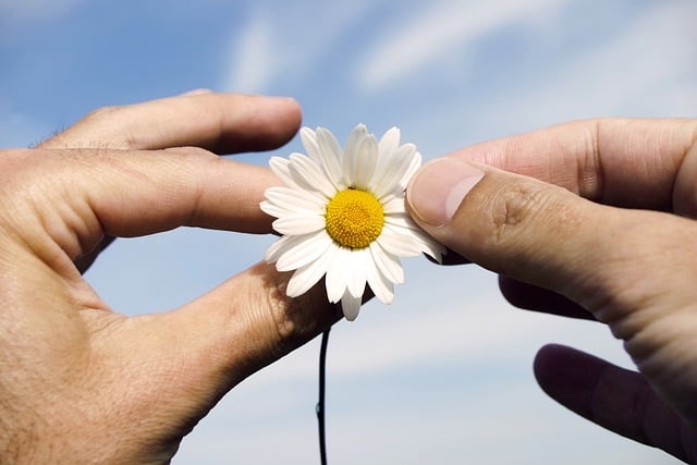Finger halten ein Gänseblümchen und zupfen Blätter. Vielleicht wurde die Blume in Gütersloh oder Verl gepflückt.