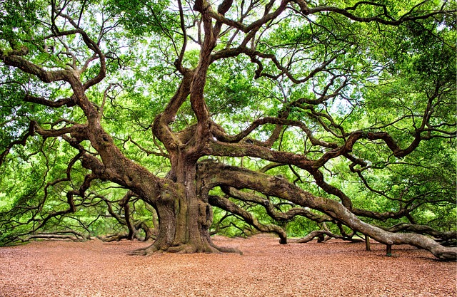 Ein verwachsener Baum. Die Äste schlängeln sich wild durch die Luft und am Boden. Einige Äste sind mit Holz gestützt.