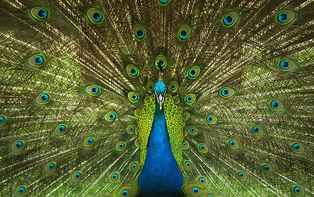 Ein Pfau schlägt sein Rad. Das Rad des Pfaus füllt das gesamte Bild aus.